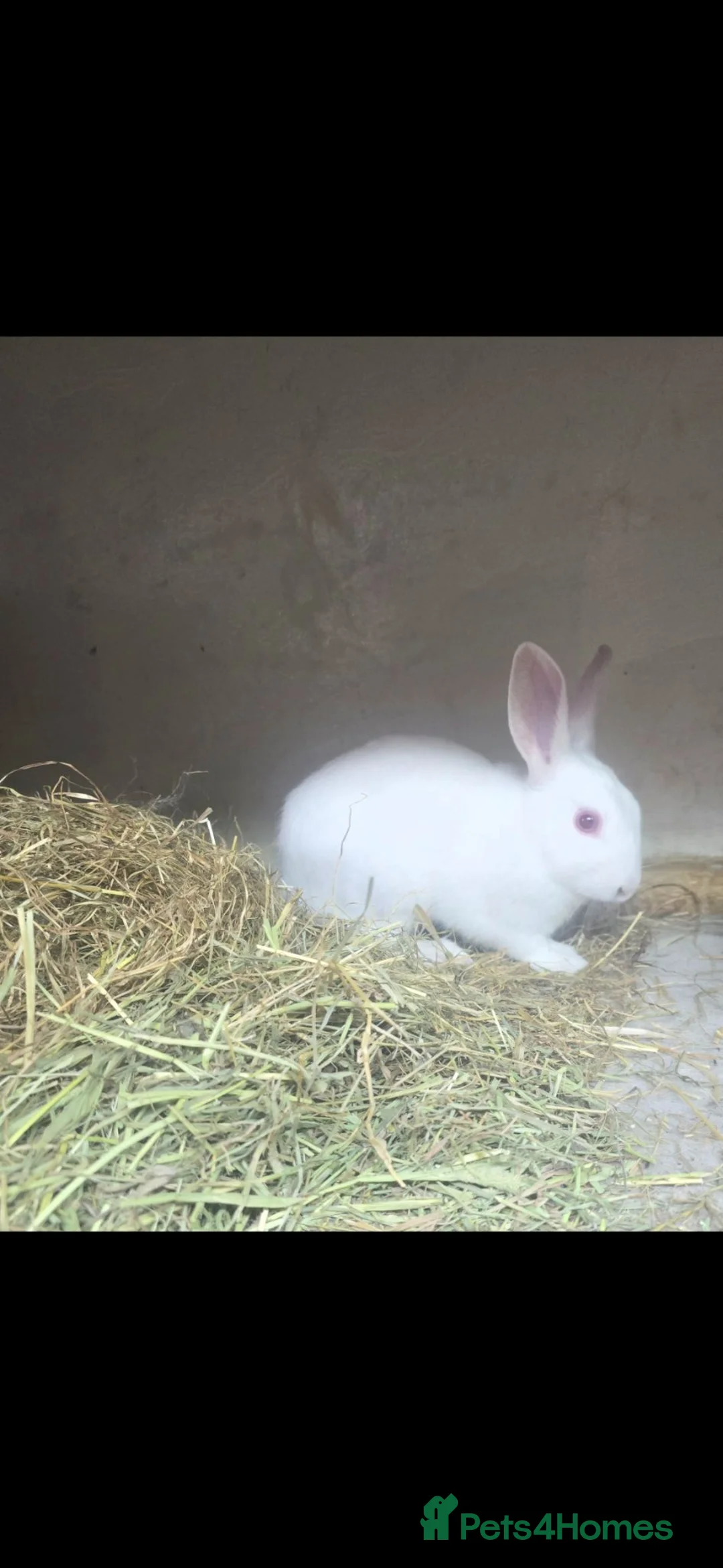 Mixed Breed rabbits for sale: Baby white bunny male rescue - Advert 1