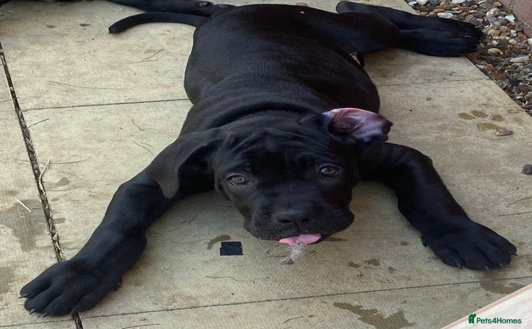 Cane Corso dogs - Advert 1