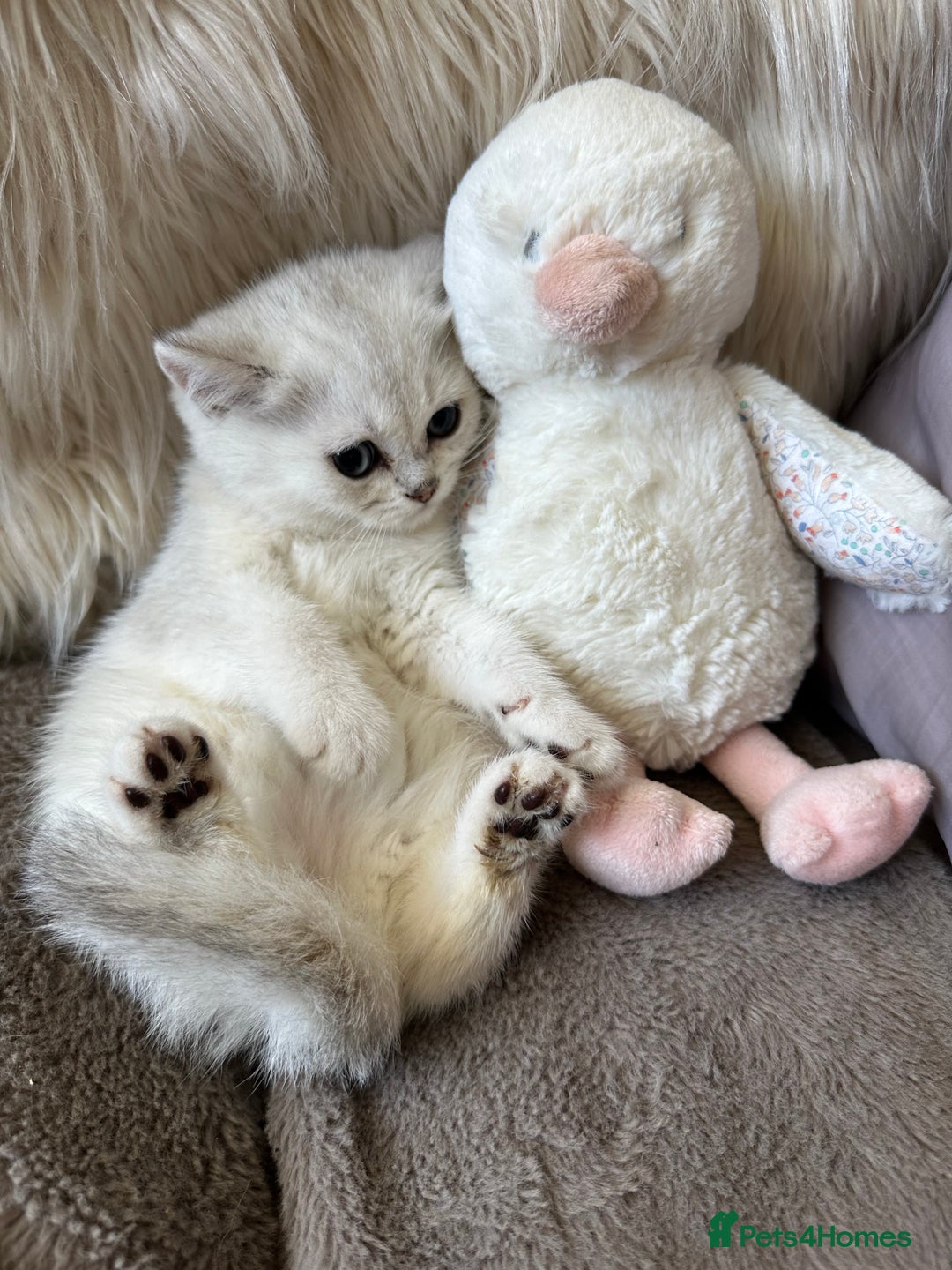 British Shorthair cats for sale: Beautiful Pure British shorthair kittens - Image 3