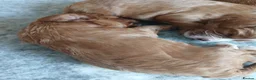 Cavapoo dogs for sale: Beautiful cavapoos - Advert 11