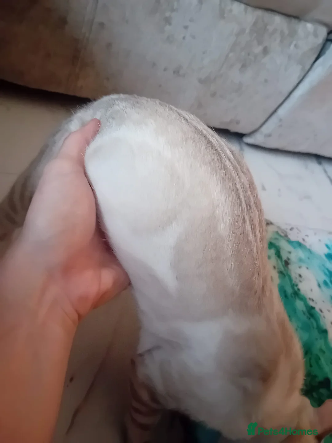 Bengal cats for stud: GANDALF Snow Mink Blue Carrier Russia Lines in Gateshead - Advert 18