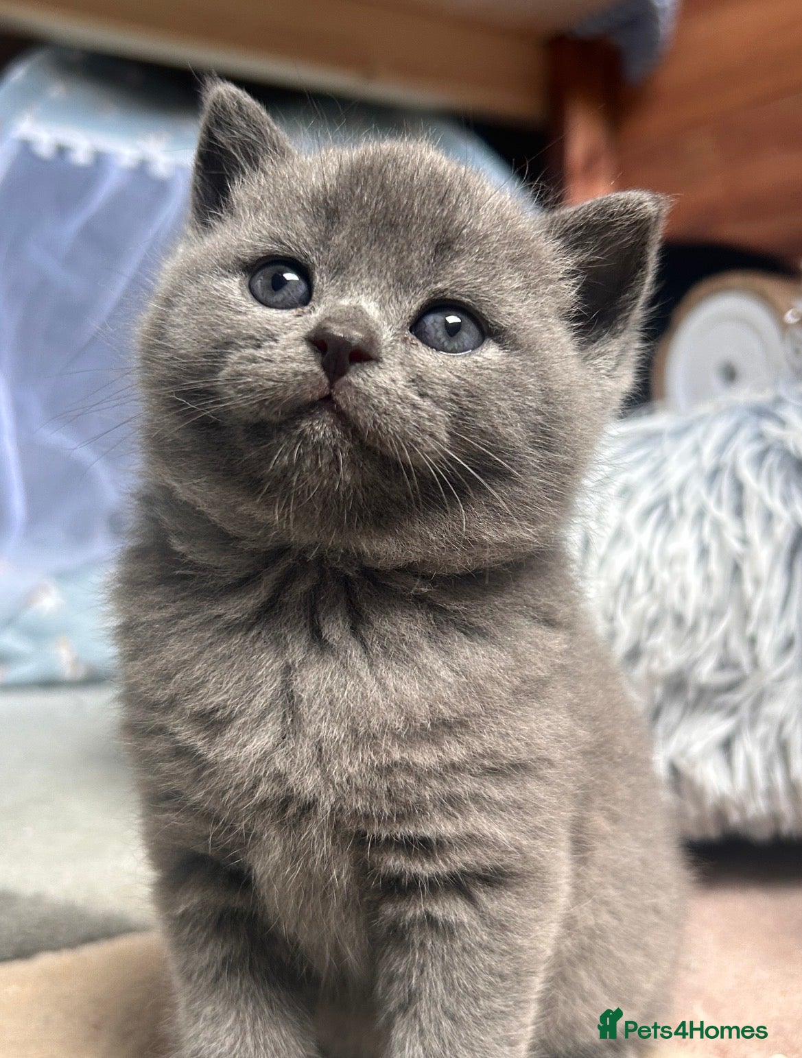 Mixed Breed cats 6 Kittens for forever homes - see description  - Advert 1