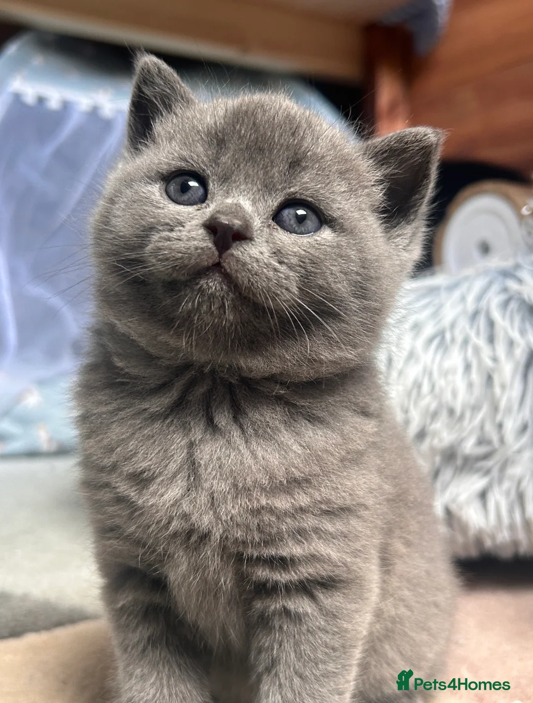 Mixed Breed cats for sale: 6 Kittens for forever homes - see description  - Advert 1