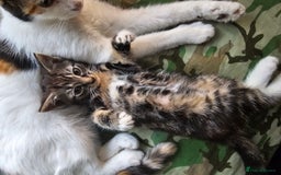 Mixed Breed cats for sale: Cute male kitten looking for a loving home - Image 1