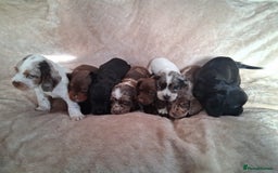 Cocker Spaniel dogs for sale: Cocker spaniel puppies  - Image 3