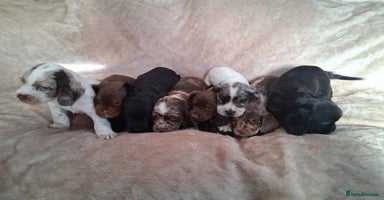 Cocker Spaniel dogs - Advert 16