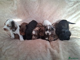 Cocker Spaniel dogs - Advert 2
