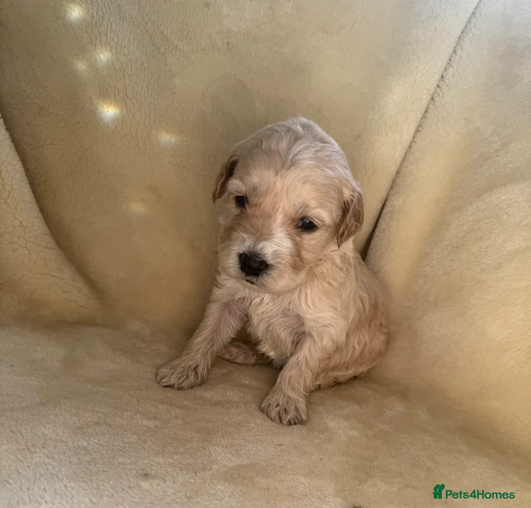 Double Doodle dogs for sale: Exceptionally marked Double doodles puppies - Advert 2
