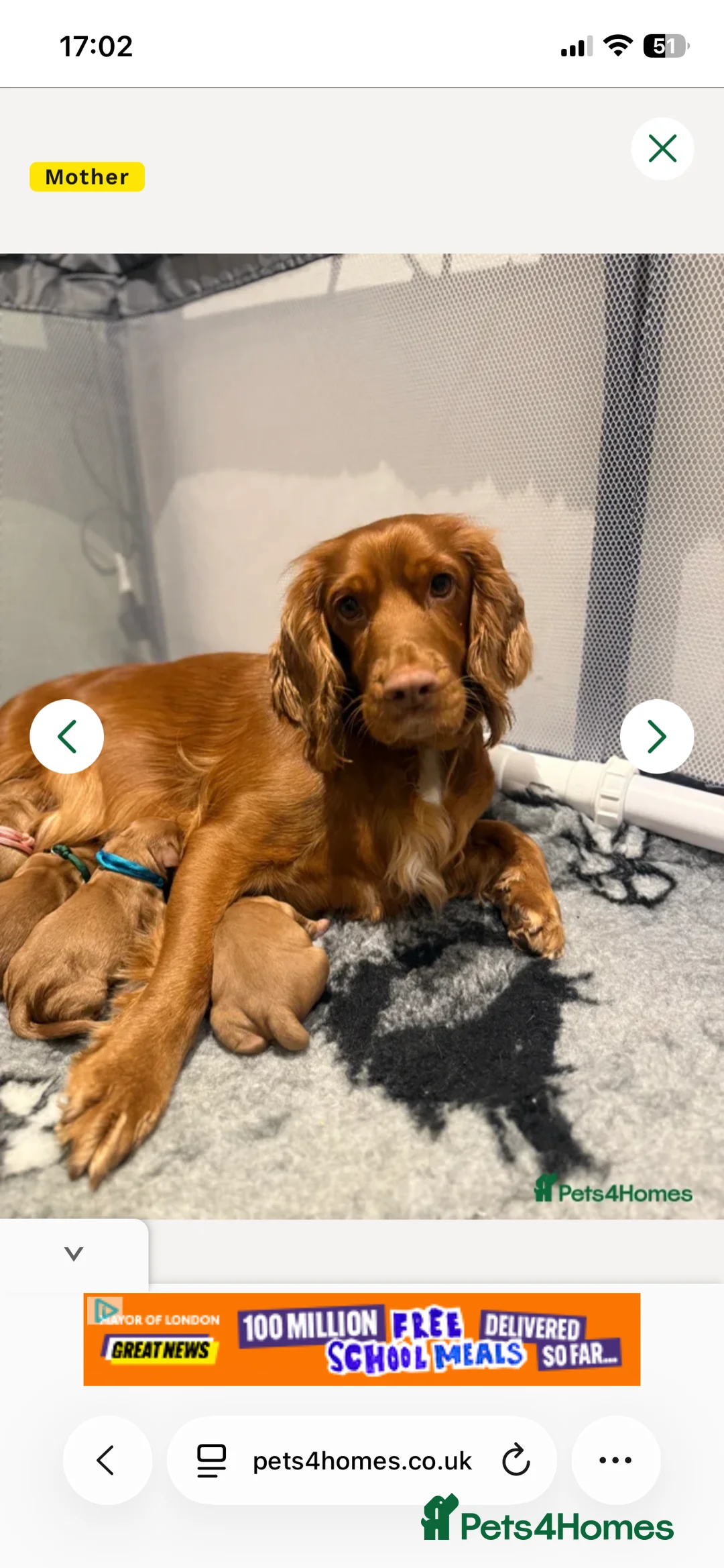 Cocker Spaniel dogs for sale: Ready to go! Cocker spaniel puppies fox red  - Advert 3