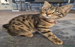 Bengal cats for sale: Domestic shorthaired x bengal kitten  - Advert 3