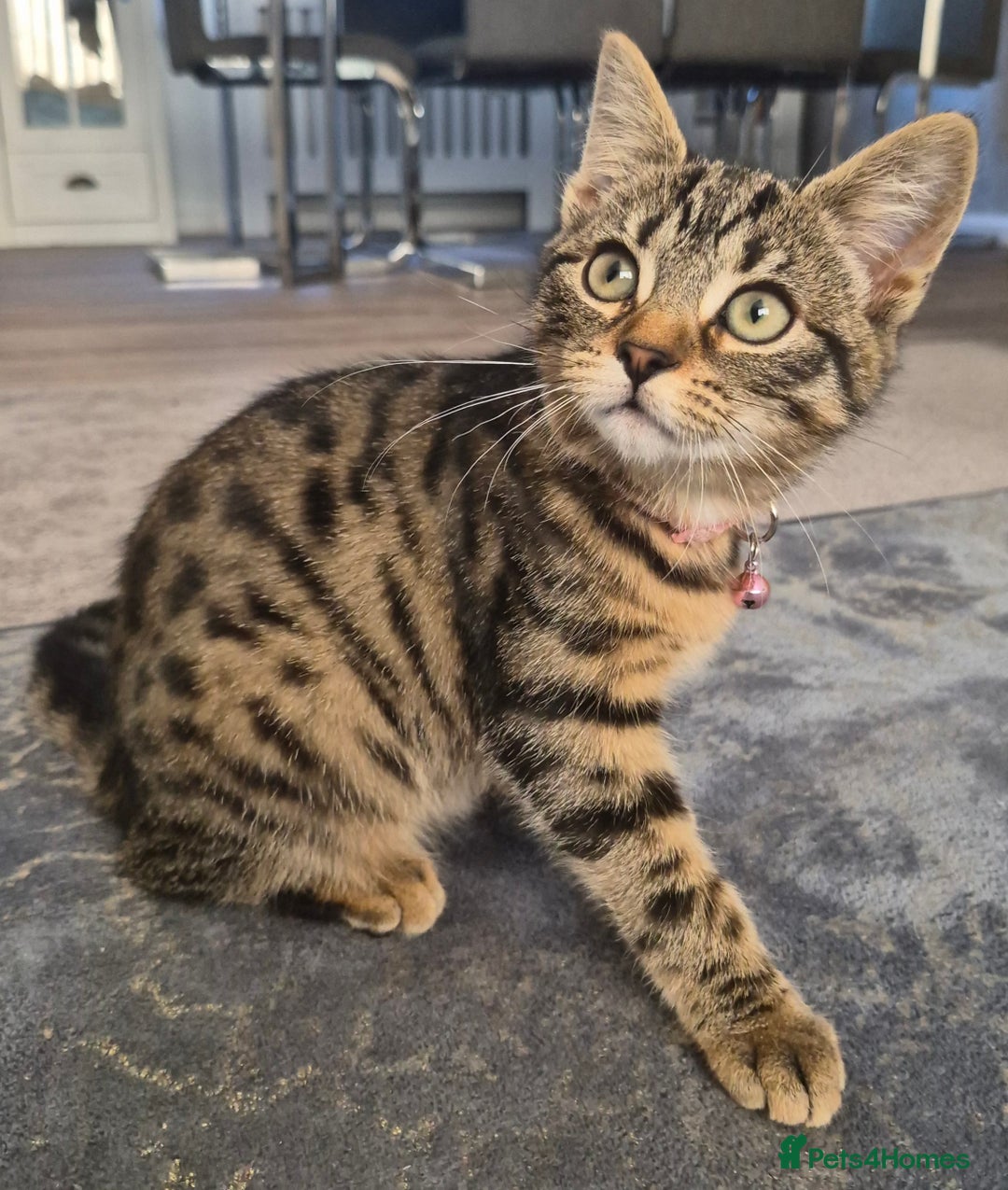 Bengal cats for sale: Domestic shorthaired x bengal kitten  - Advert 3