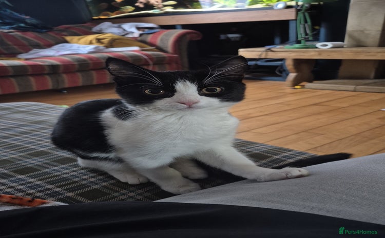 Domestic Shorthair cats - Advert 1