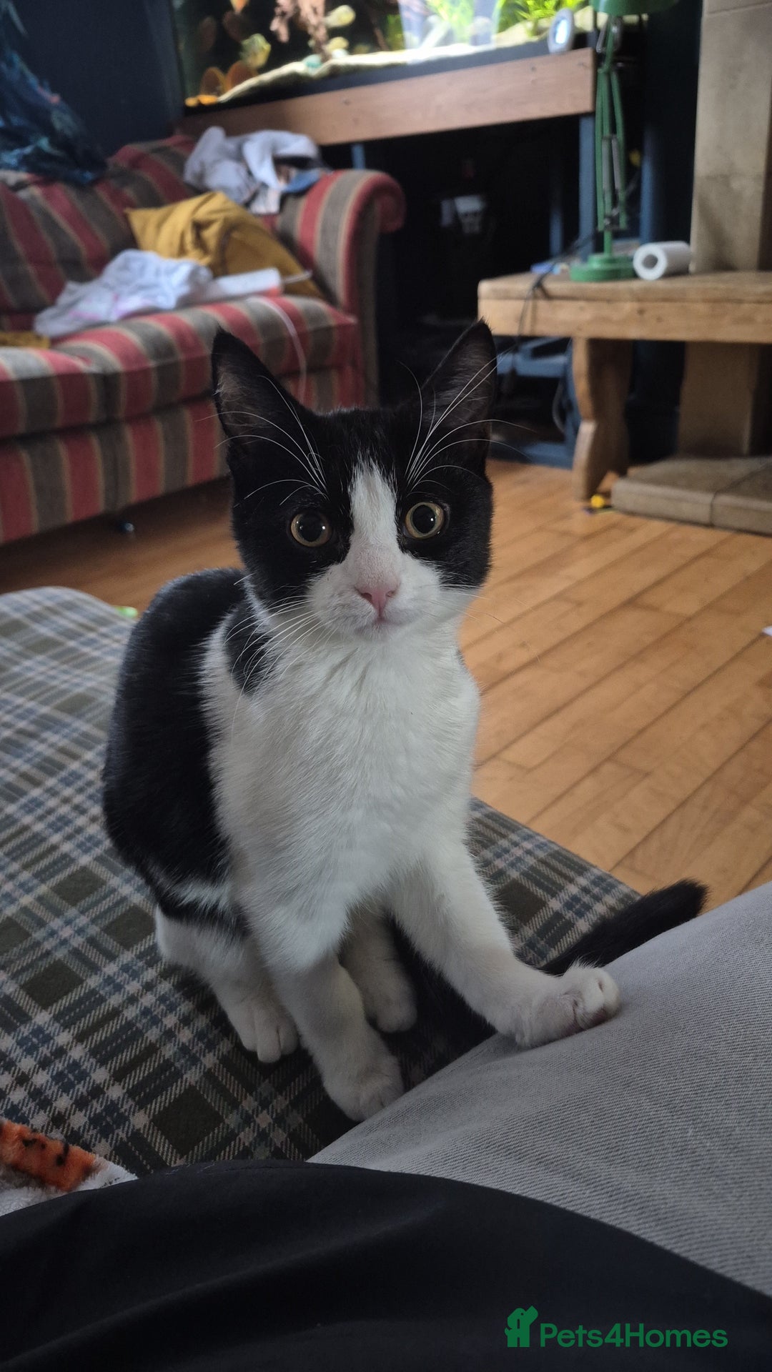 Domestic Shorthair cats for sale: Hetti  - Image 1