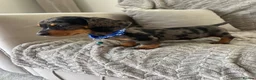 Miniature Dachshund dogs for sale: Miniature Dachshund  - Advert 13
