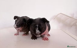 Guinea Pig rodents for sale: Skinnypig Baby Boars - Image 5