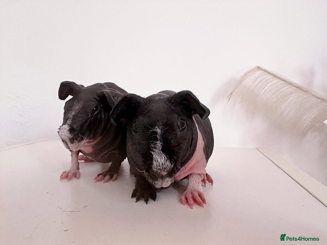 Guinea Pig rodents for sale: Skinnypig Baby Boars - Image 5