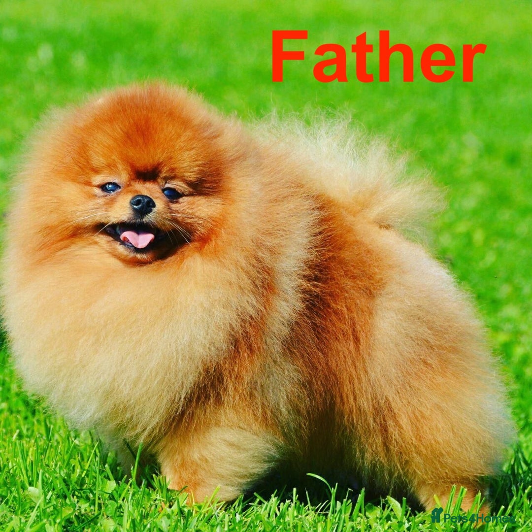 Pomeranian dogs for sale: Stunning Cream Girl for sale - Advert 7