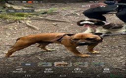 Staffordshire Bull Terrier dogs for sale: Staffordshire Bull terrier male red  - Image 13