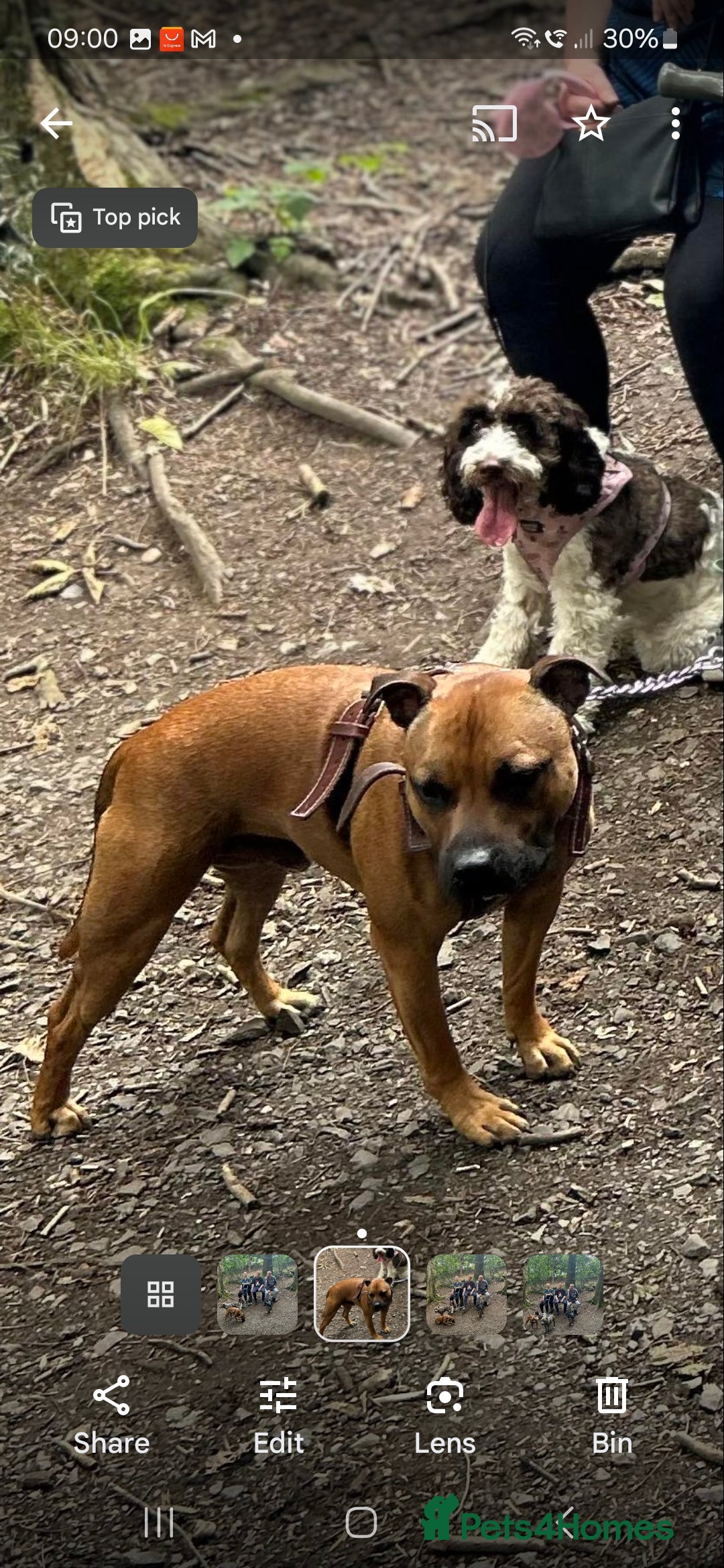 Staffordshire Bull Terrier dogs for sale: Staffordshire Bull terrier male red  - Image 13