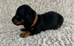 Dachshund dogs for sale: Sausage dachshund puppies  - Image 8