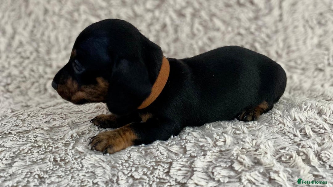 Dachshund dogs for sale: Sausage dachshund puppies  - Image 8