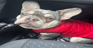 French Bulldog dogs - Advert 2
