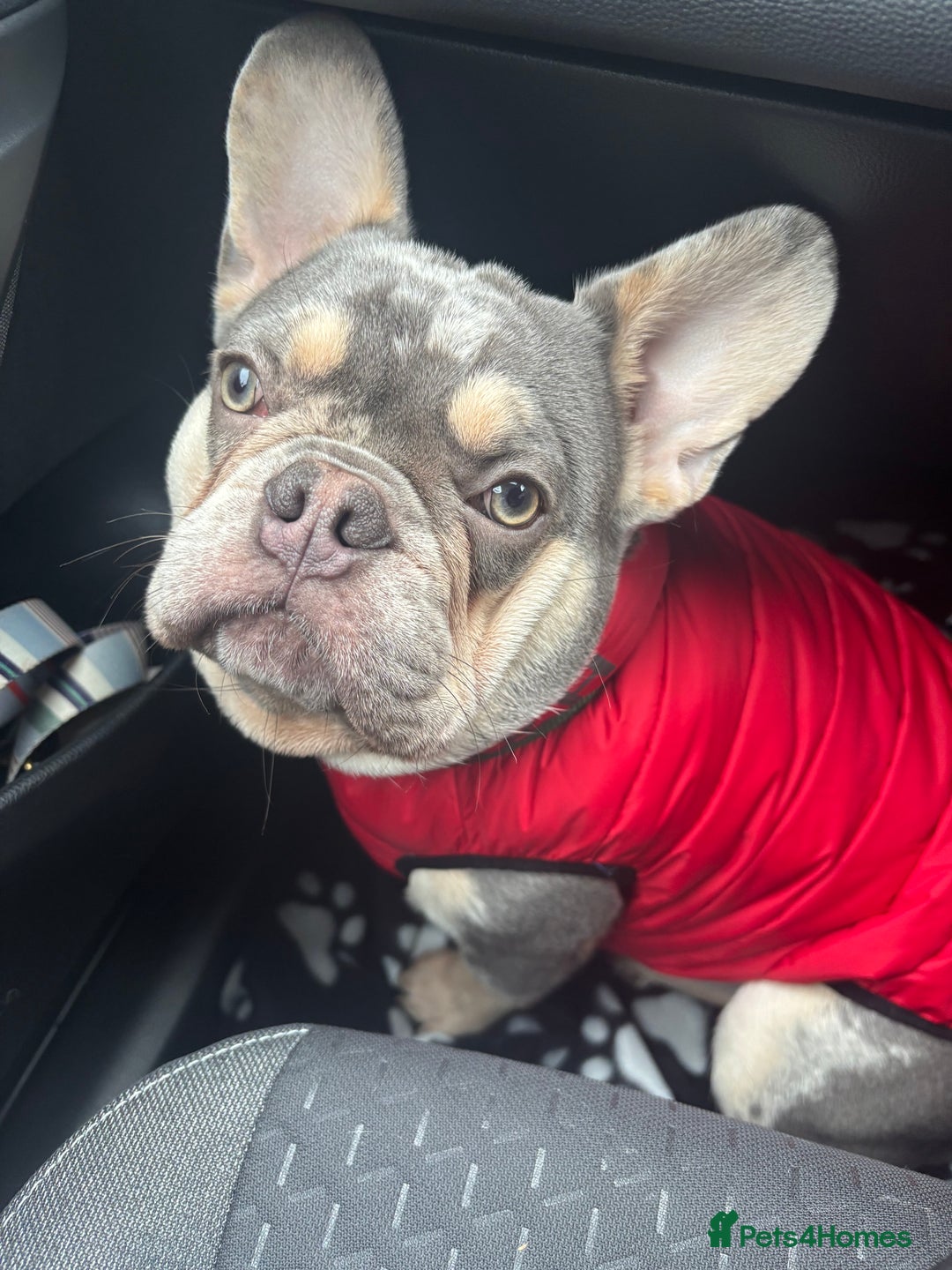 French Bulldog dogs for stud: 🩵Gorgeous Pedigree Stud Archie🩵 - Image 3