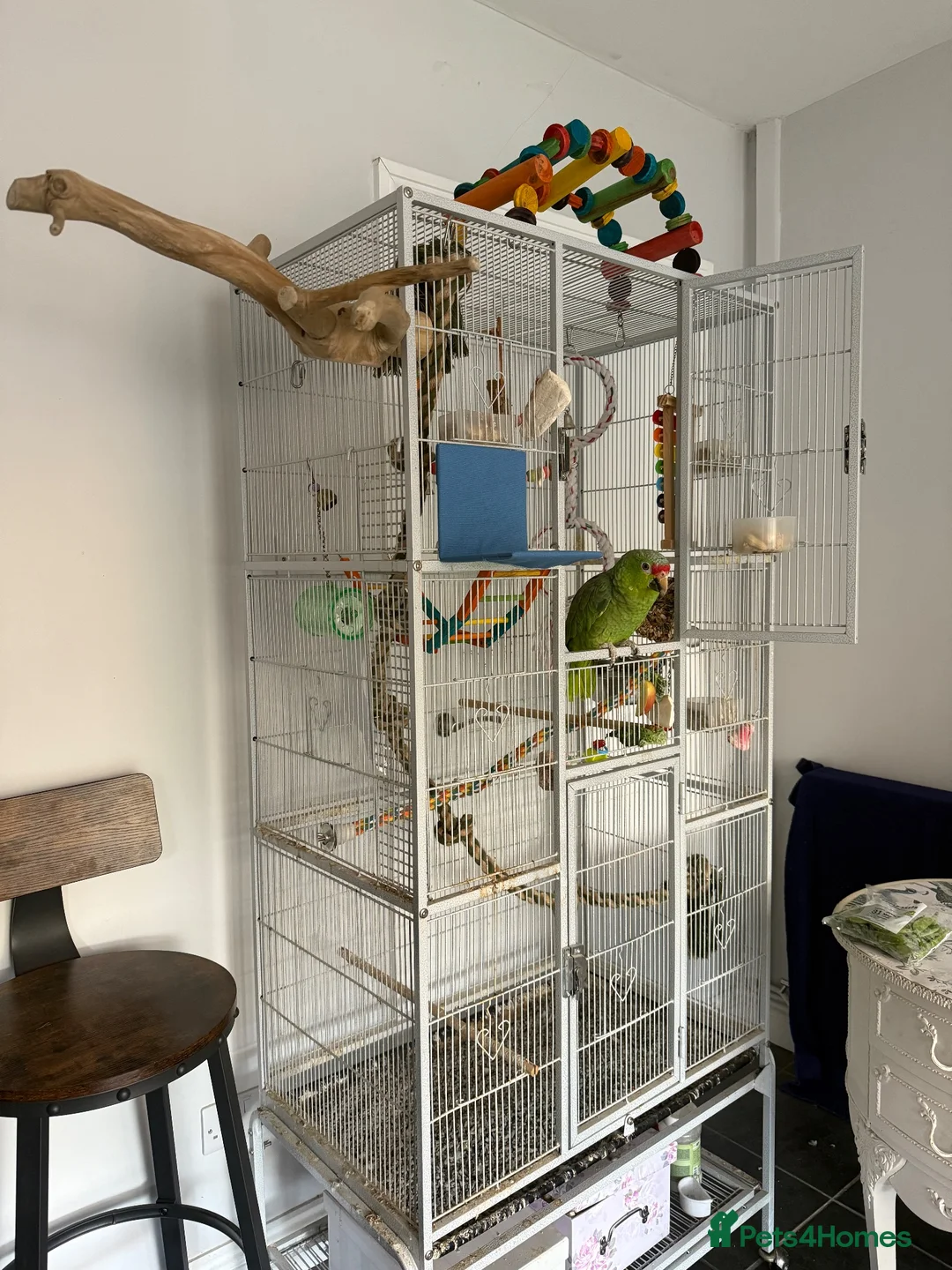 Parrots birds for sale: Red Lored Amazon Parrot in Bridgnorth - Advert 5