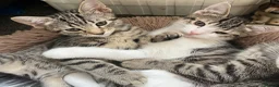 Mixed Breed cats for sale: Lovely kitten for sale in Clydebank - Advert 15