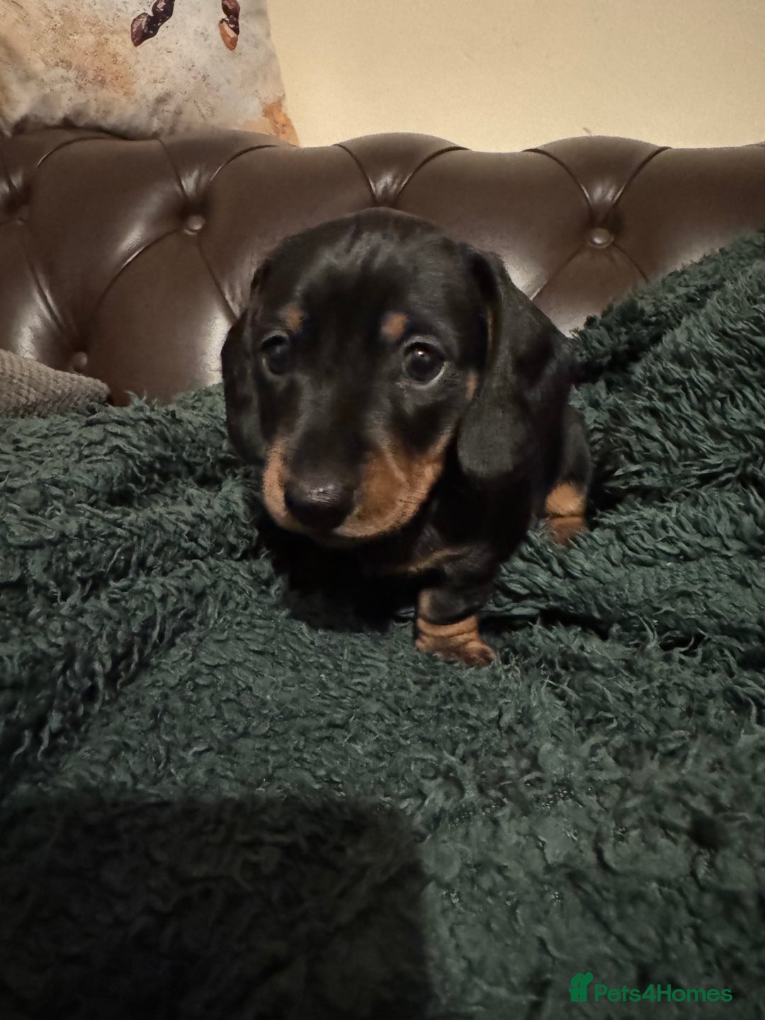 Miniature Dachshund dogs for sale: 1 dog left! Ready now. KC reg - Advert 18