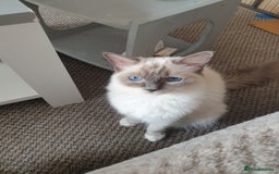 Ragdoll cats for sale: Pure loving ragdool ready for new home  - Image 25