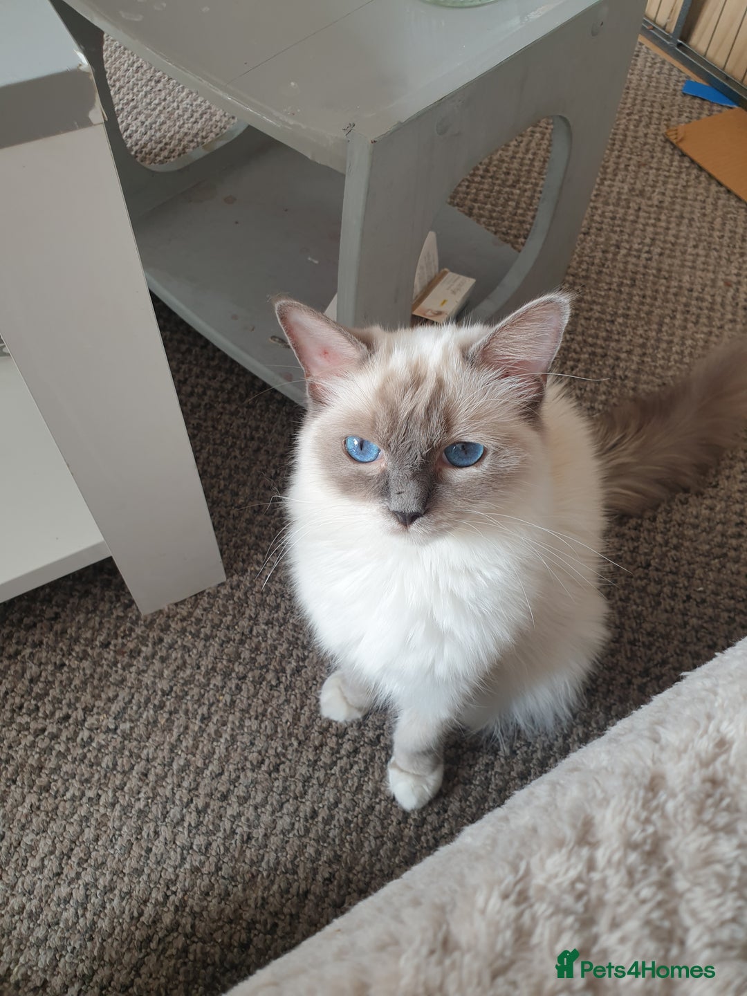 Ragdoll cats for sale: Pure loving ragdool ready for new home  - Image 25