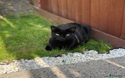 Mixed Breed cats for sale: Free - Handsome fella Ali looking for a new home - Image 4