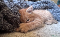 British Shorthair cats for sale: 1 ginger girl ready to go  - Image 4
