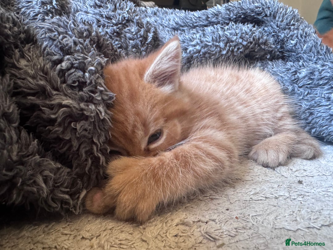 British Shorthair cats for sale: 1 ginger girl ready to go  - Image 4