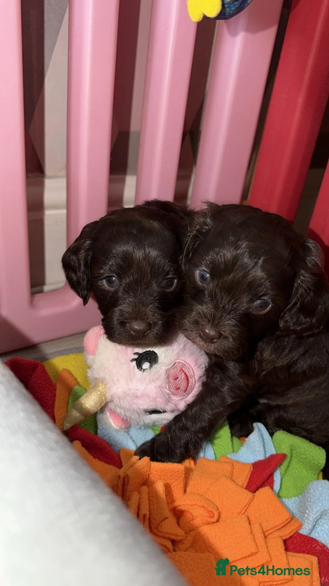 Cavapoo dogs for sale: Rare f1 cavapoo true chocolate  - Advert 2