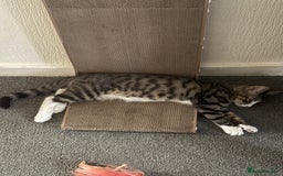 Mixed Breed cats for sale: 3 kittens for rehoming - Image 7