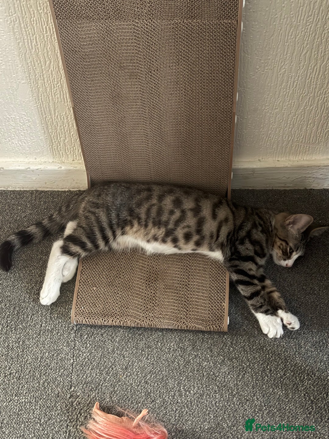 Mixed Breed cats for sale: 3 kittens for rehoming - Image 7