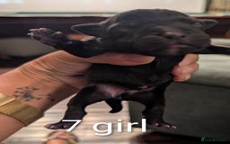 Staffordshire Bull Terrier dogs for sale: Ms/Mister - Image 23