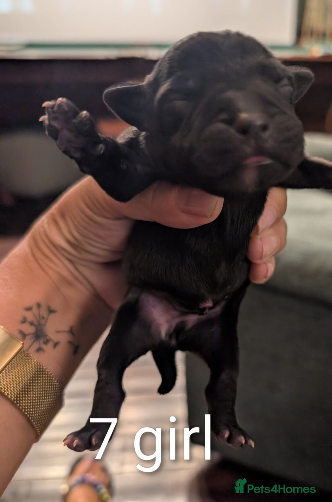Staffordshire Bull Terrier dogs for sale: Ms/Mister - Image 23