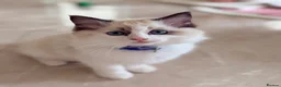 Ragdoll cats for sale: Elite TICA Ragdoll Kittens from Champion Lines  - Advert 11