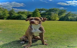 Mixed Breed dogs for sale: For sale  - Image 1