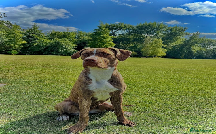 Mixed Breed dogs - Advert 1
