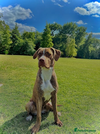 Mixed Breed dogs - Advert 8