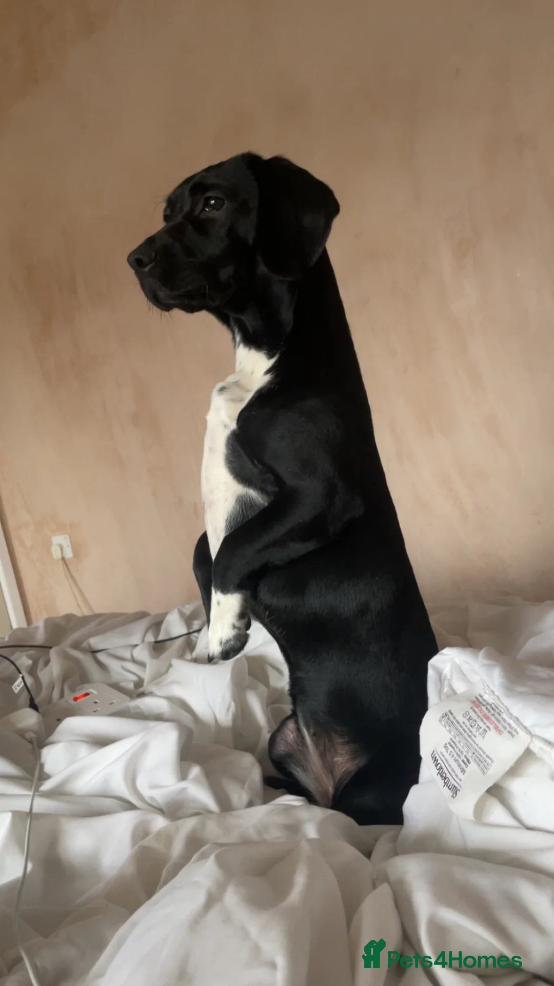 Mixed Breed dogs for sale: Chewit 🐶 in Salford - Advert 2