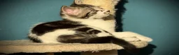 Mixed Breed cats for sale: Tabby Boy kitten Maine Coon/Siamese Mix - Advert 5