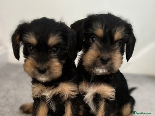 Mixed Breed dogs - Advert 5