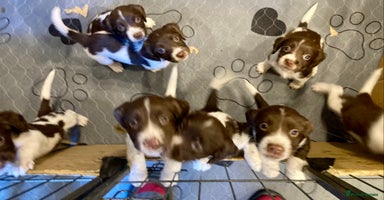 English Springer Spaniel dogs - Advert 1