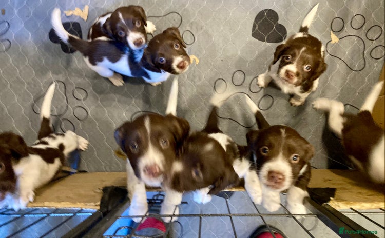 English Springer Spaniel dogs - Advert 1