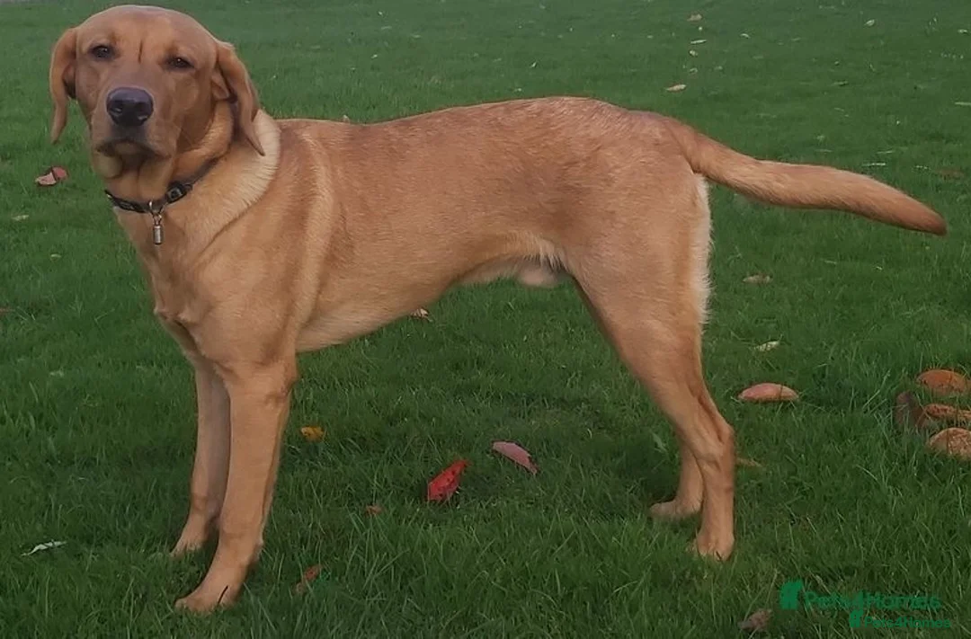 Labrador Retriever dogs for stud: Stunning, well proven KC fox red Lab for stud. in St Albans - Advert 3